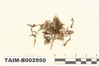 藏品(砂苔屬)的圖片